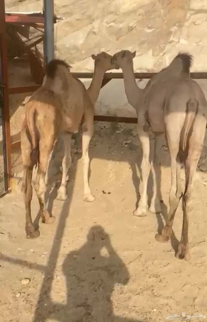 حشوان للبيع 1