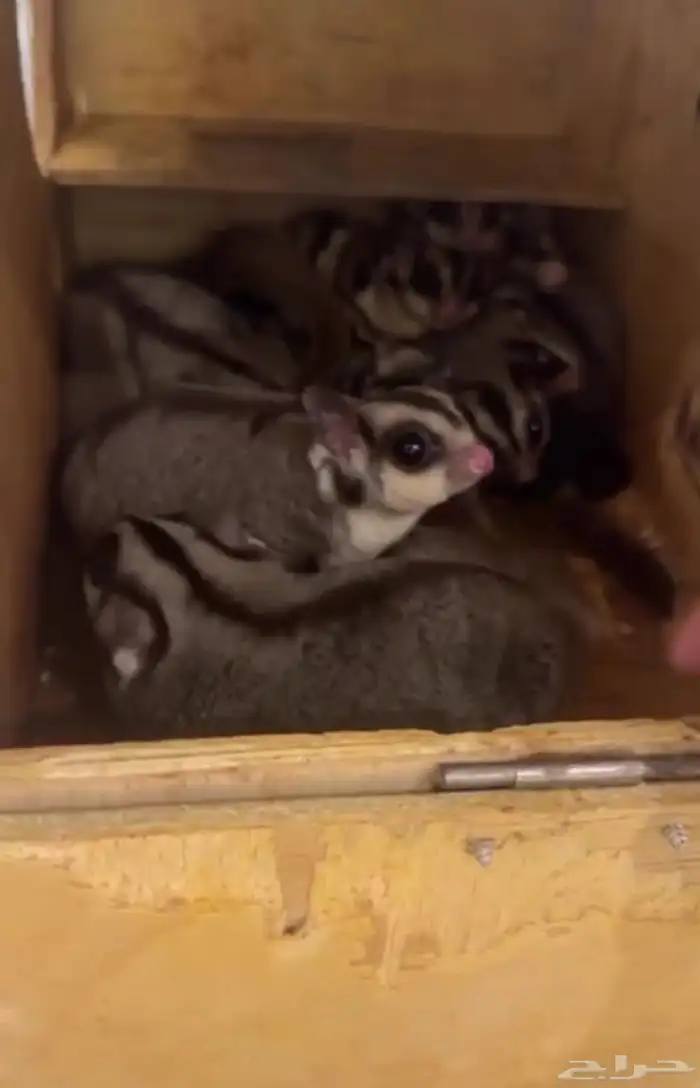 شوقر قلايدر 1