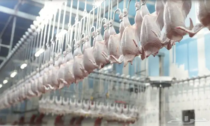 اسال علي عرض الدجاج المبرد والشتورما 0