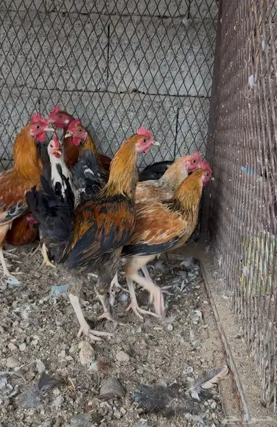 دياكة بلدي للبيع index