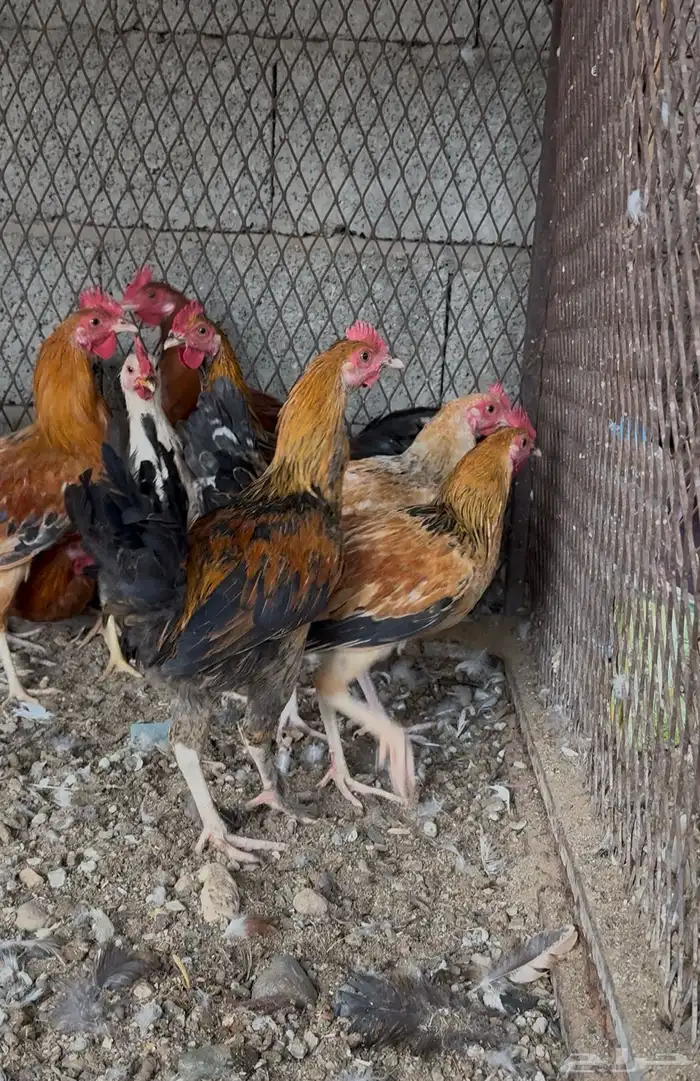 دياكة بلدي للبيع 1