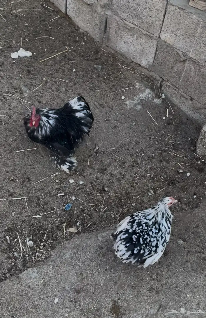 زوجين كوشن قزم فواخر 0