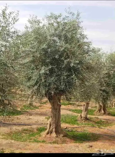 أشجار زيتون معمره ونخيل عربي وواشنطني وتركيب الشبوك لتواصل 0 index