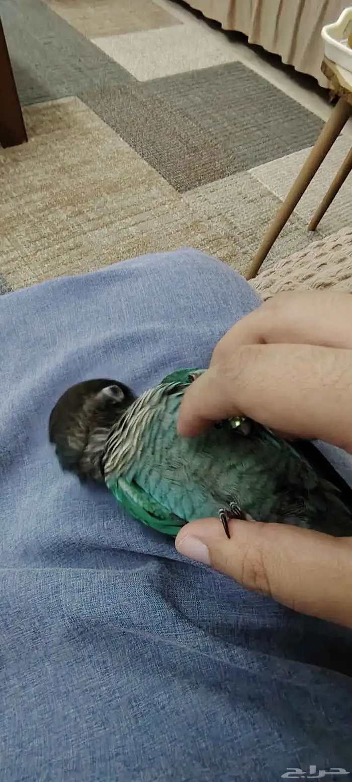 ببغاء كنيور بلو شيك أنثى 2