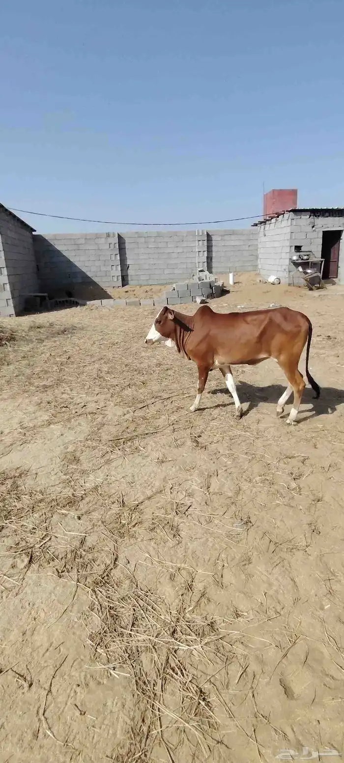 السلام عليكم ورحمة الله وبركاته للبيع ثلاث خبيش مقني شي طيب 1