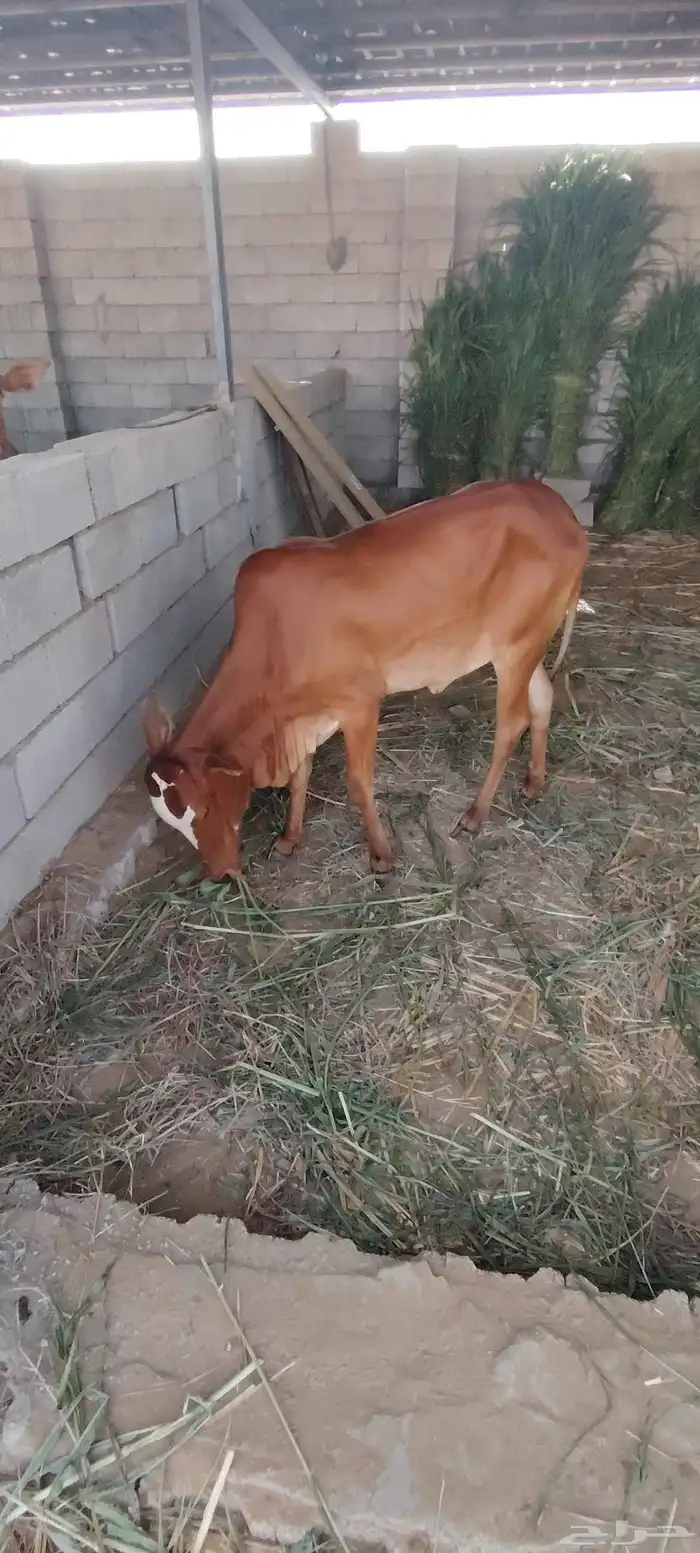 السلام عليكم ورحمة الله وبركاته للبيع ثلاث خبيش مقني شي طيب 3