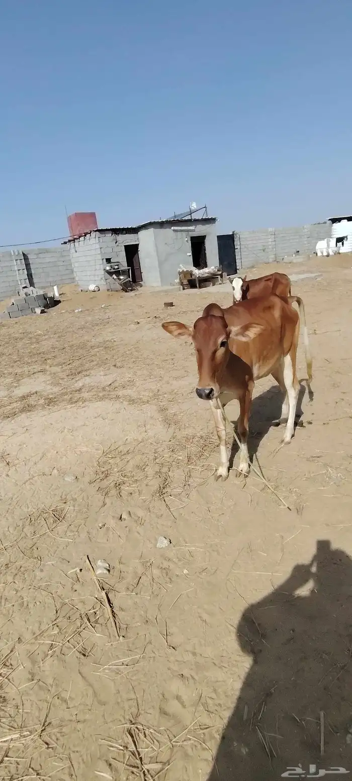 السلام عليكم ورحمة الله وبركاته للبيع ثلاث خبيش مقني شي طيب 2