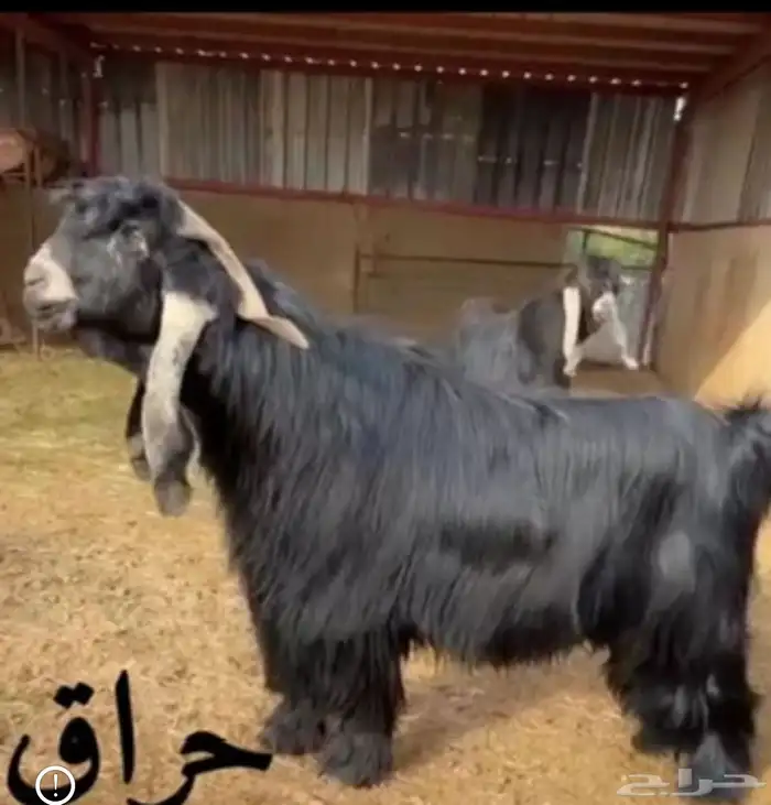 تيس عارضي خصم 0