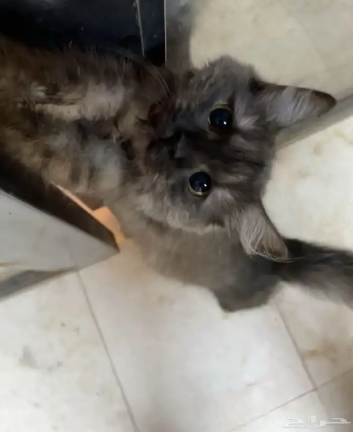 قطة للتبني 0