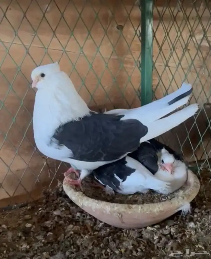 حمام ايراني طهراني خوارج فواخر 0