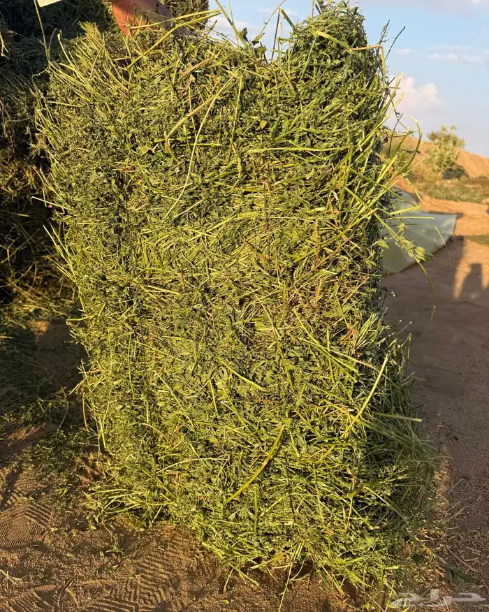 برسيم لبانه كلاس 0