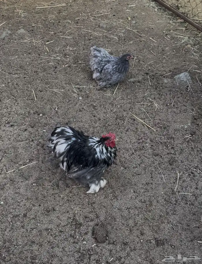 زوجين كوشن قزم فواخر 1