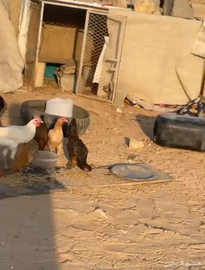 شبك كبير 2 2 يصلح للدجاج وللغنم الصغار الدواغير يعني 1