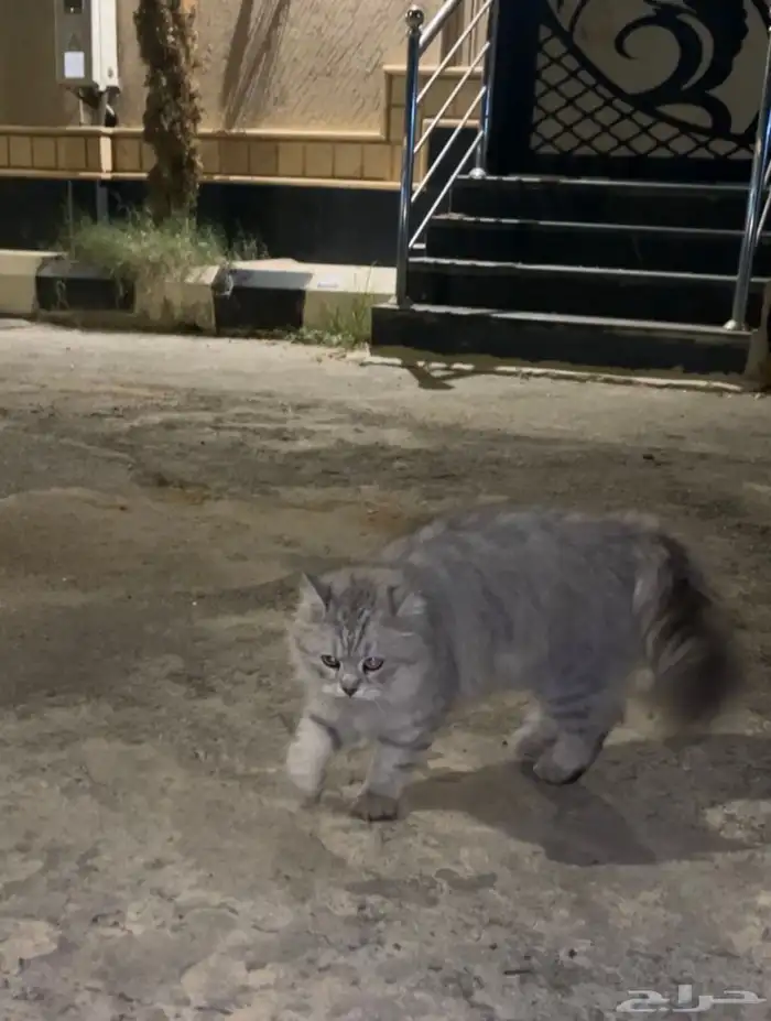 بسه للبيع البيع عجل 0