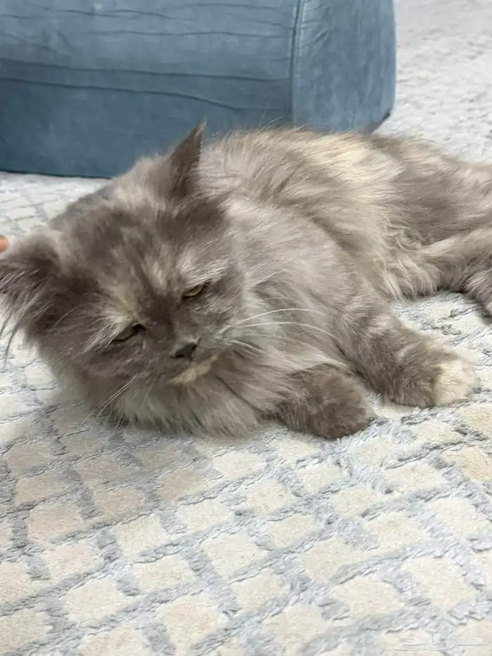 قط شيرازي السوم 800 0