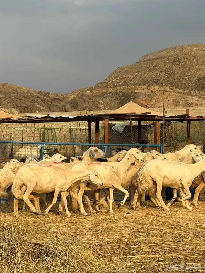 أعرض لكم ضان حريه فاخر 15 تحتها 15 معاها 2 فحول 3