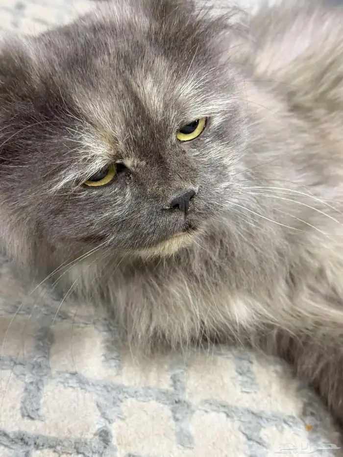 قط شيرازي السوم 800 1