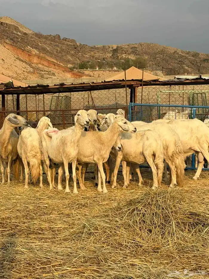 أعرض لكم ضان حريه فاخر 15 تحتها 15 معاها 2 فحول 0