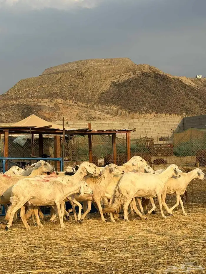 أعرض لكم ضان حريه فاخر 15 تحتها 15 معاها 2 فحول 5