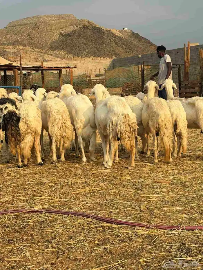 أعرض لكم ضان حريه فاخر 15 تحتها 15 معاها 2 فحول 6