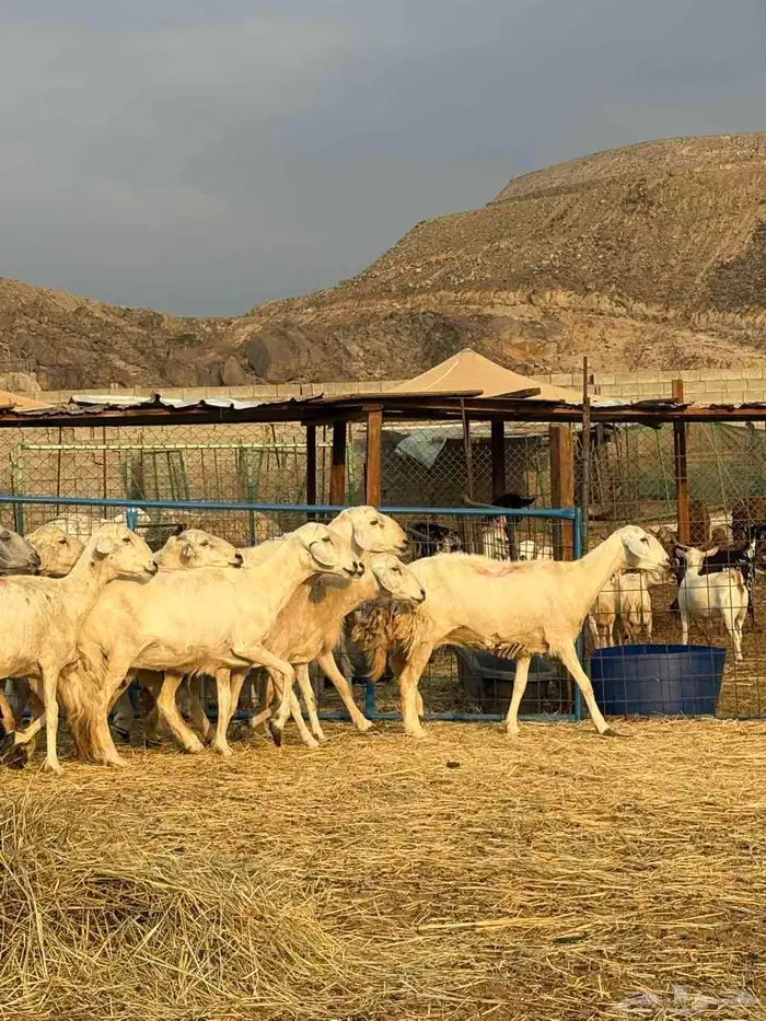 أعرض لكم ضان حريه فاخر 15 تحتها 15 معاها 2 فحول 1