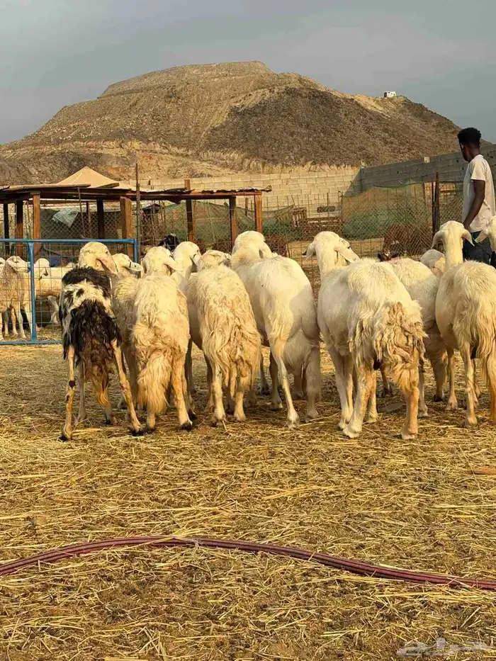 أعرض لكم ضان حريه فاخر 15 تحتها 15 معاها 2 فحول 7