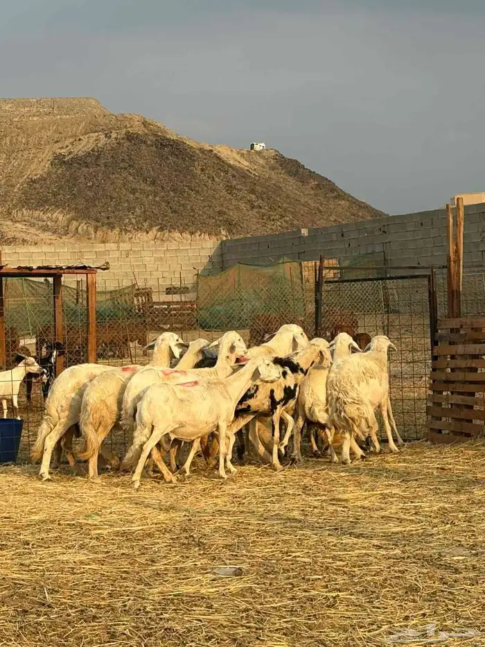 أعرض لكم ضان حريه فاخر 15 تحتها 15 معاها 2 فحول 4