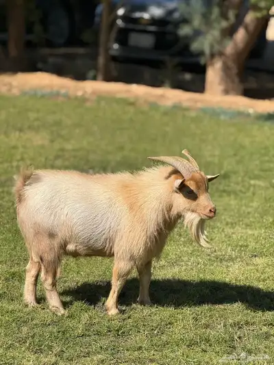 تيس ماعز قزم منتج index