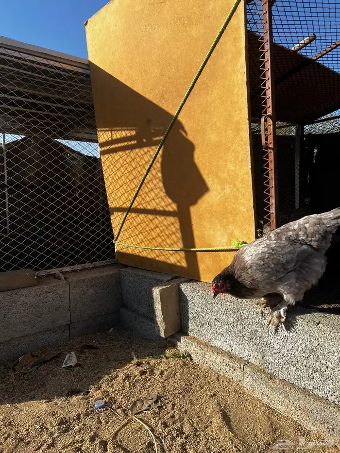 دجاج براهما شرط من الامراض وا الفيروسات 4