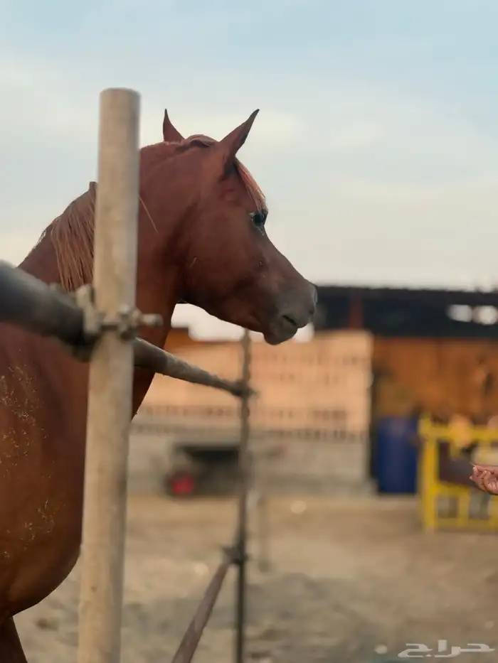 حصان واهو للبيع 3