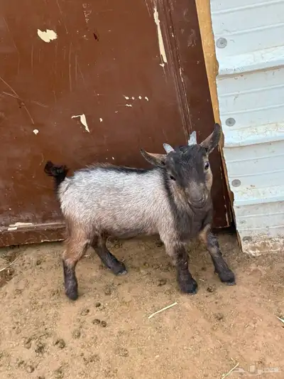 الماعز القزم تيس index