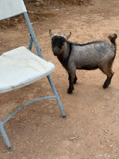 الماعز القزم تيس index