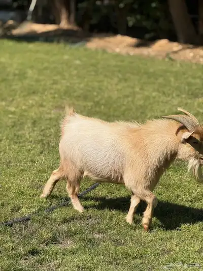 تيس ماعز قزم منتج index