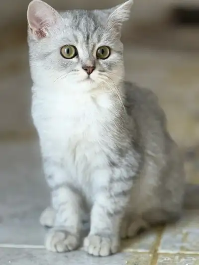 قط الأم شيرازي ملكي بيور والأب بيكي فيس بيور index