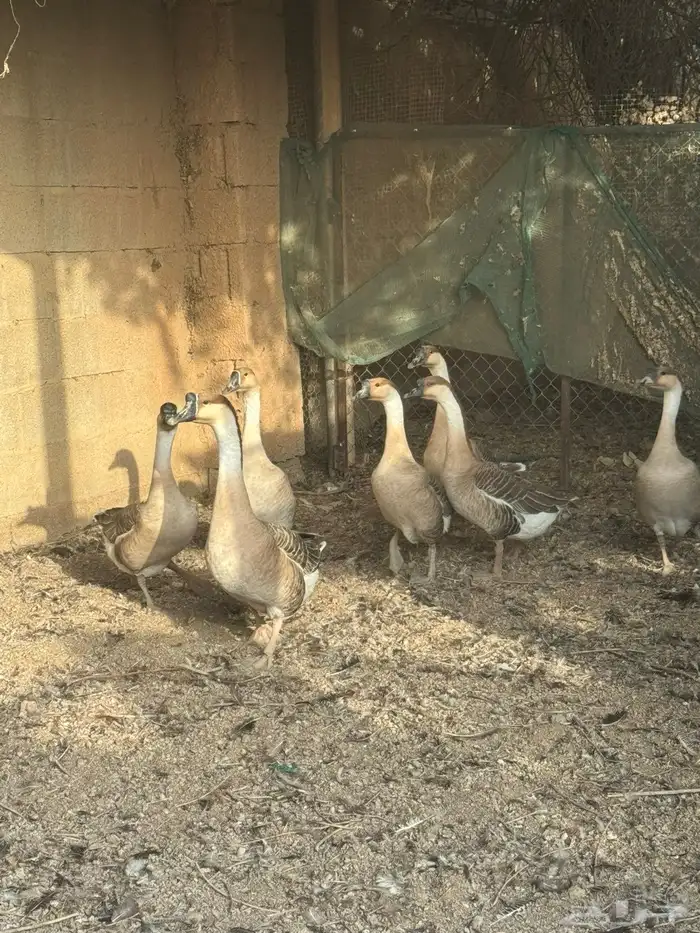 للبيع 7 وز عراقي 0