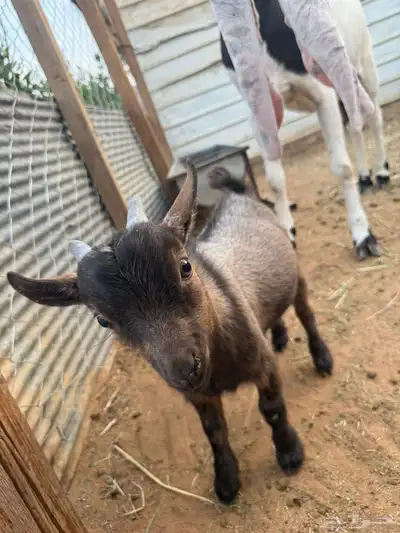 الماعز القزم تيس index