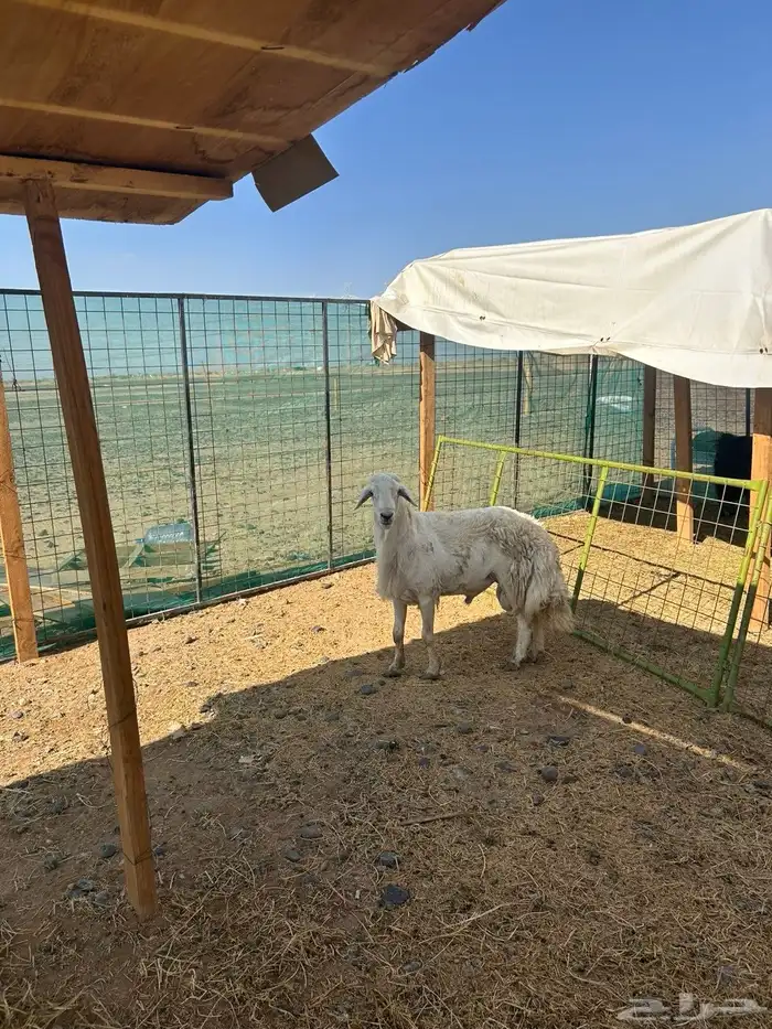 نعاج حيل وفحل مشروط 4