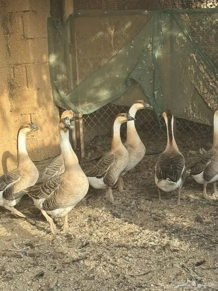 للبيع 7 وز عراقي 1