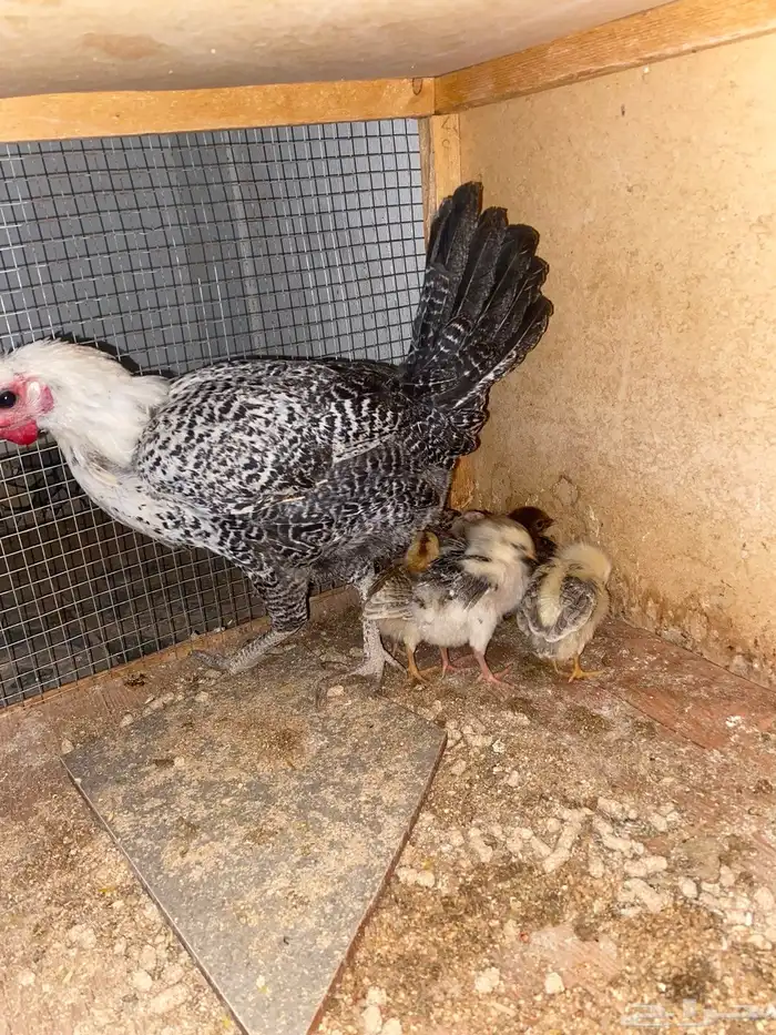 رقدة تحتها 7 2