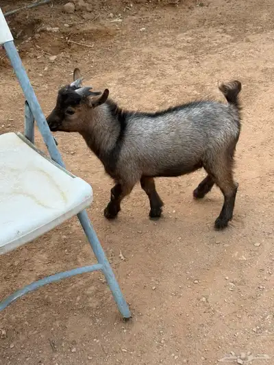 الماعز القزم تيس index