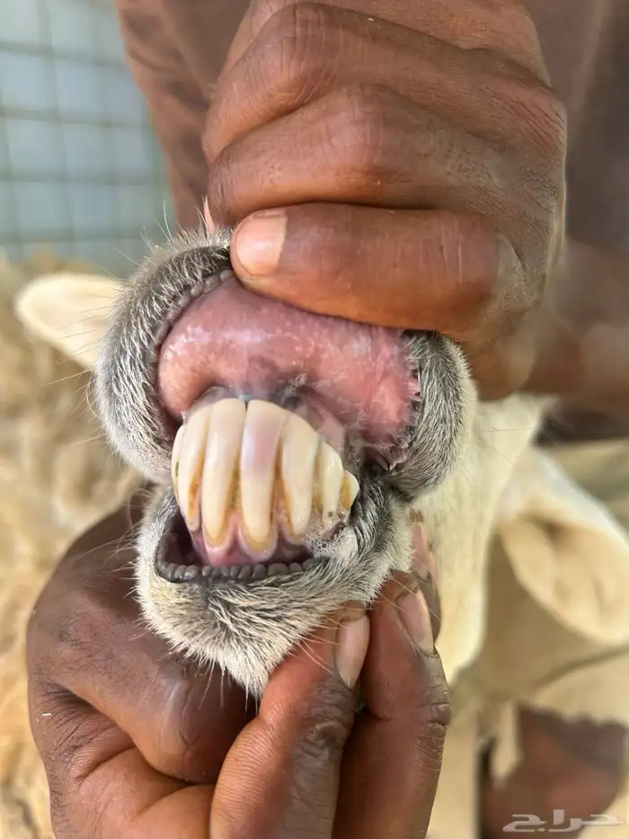 نعاج حيل وفحل مشروط 1