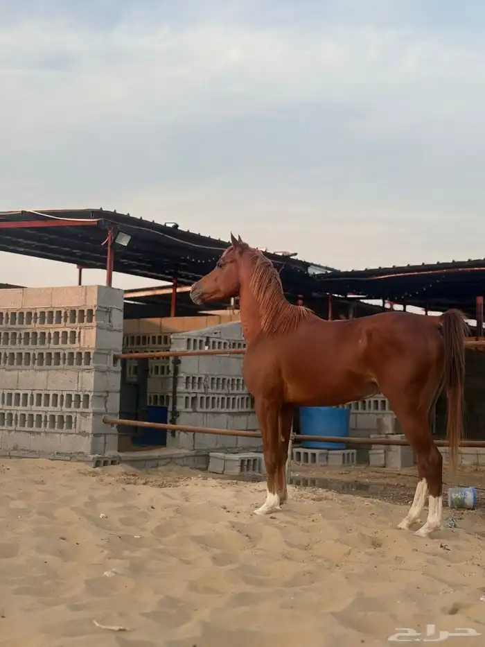 حصان واهو للبيع 1