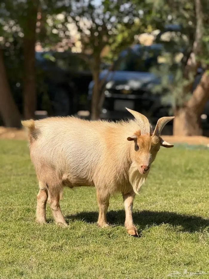 تيس ماعز قزم منتج 5