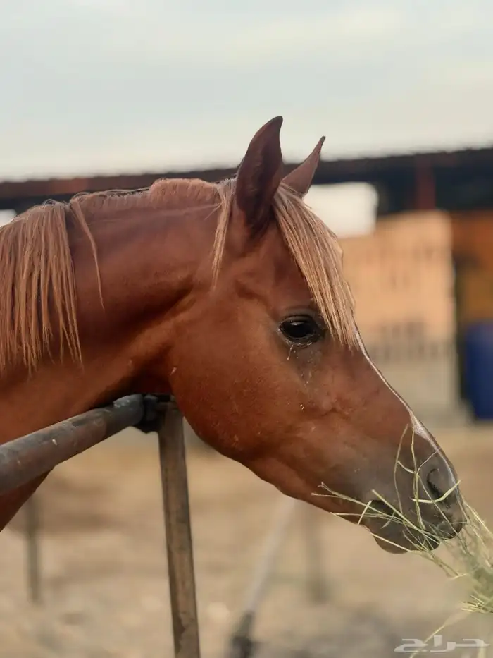 حصان واهو للبيع 2