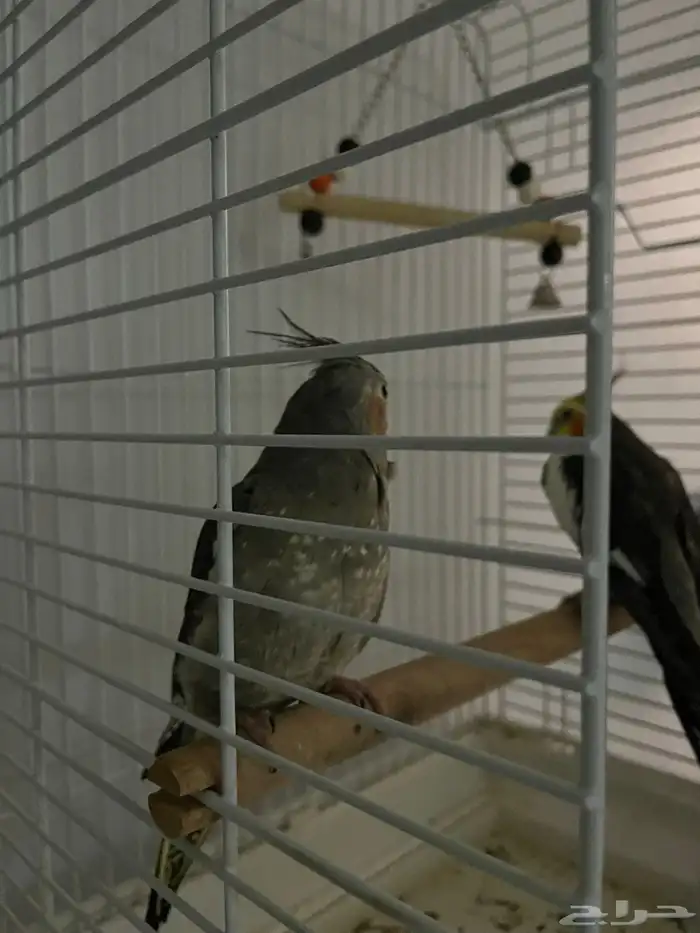 جوز كروان نورمل 1