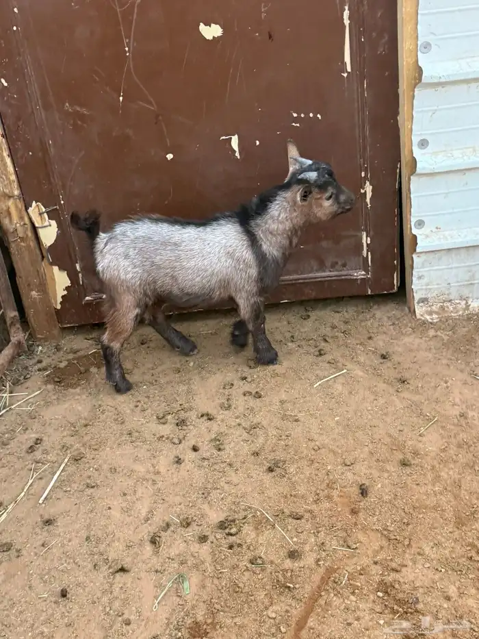 الماعز القزم تيس 0