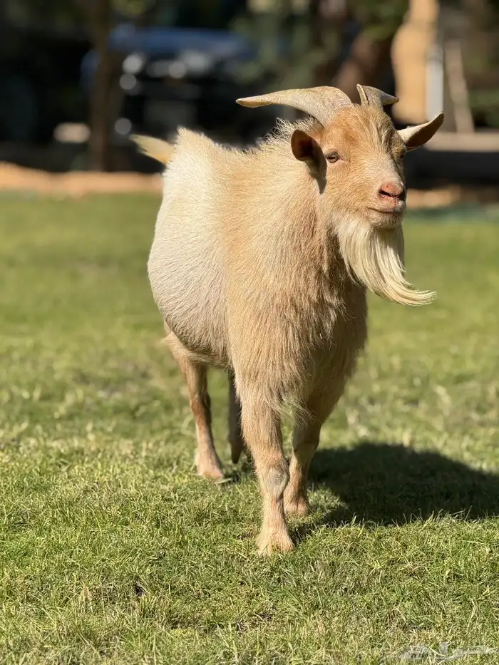 تيس ماعز قزم منتج 0