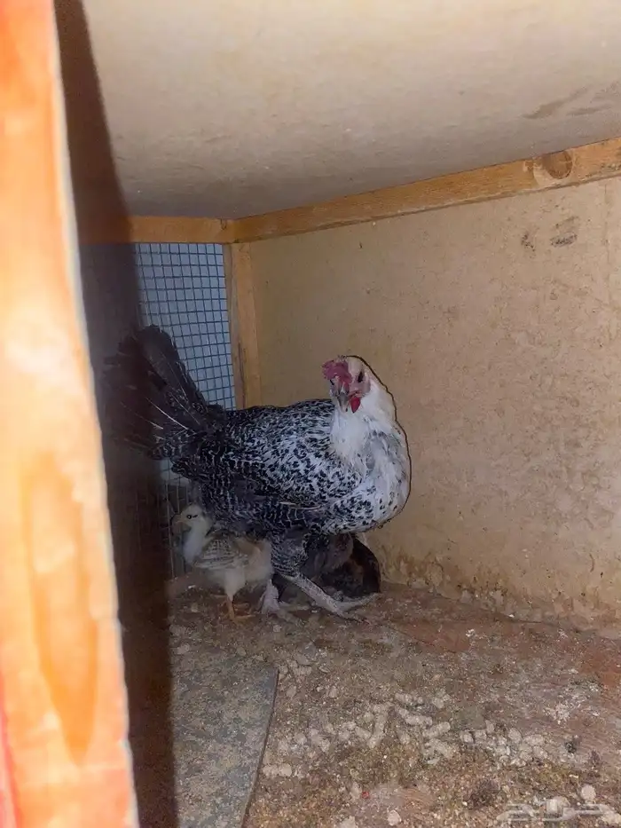 رقدة تحتها 7 0