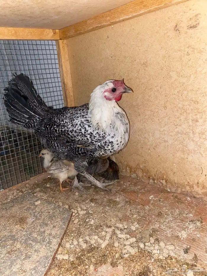 رقدة تحتها 7 1