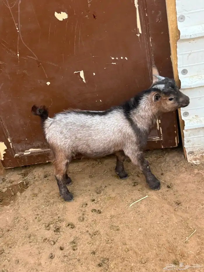 الماعز القزم تيس 4